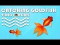CAT GAMES FISH Catching Goldfish Fish Video For Cats To Watch