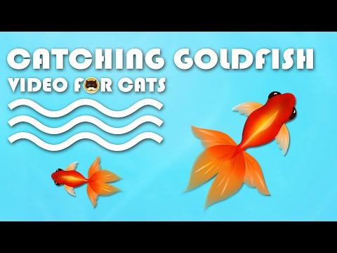 Funny animal videos - Gold fish and cat