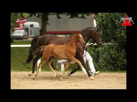 35 Newlands Una Coco SF v. FS Coconut Dream - Mahrdorf Trabant