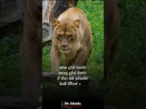 Better days will come soon 🤟 | Mr Chathu 😇 #motivation #video #sinhala #viral 💛