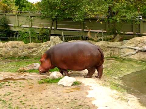 Hippo gets explosive diarrhea.