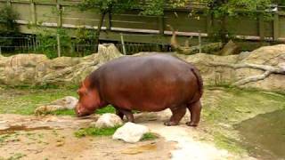 Hippo gets explosive diarrhea.