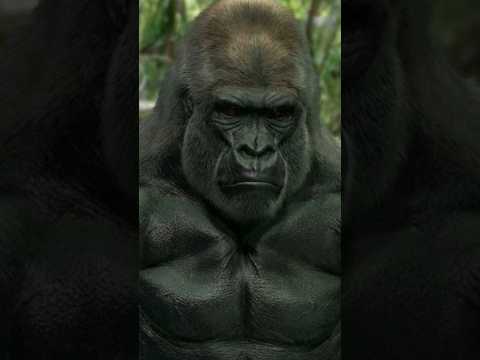 Animales que pueden Matar a un Leon 😱 🦁 #curiosidades