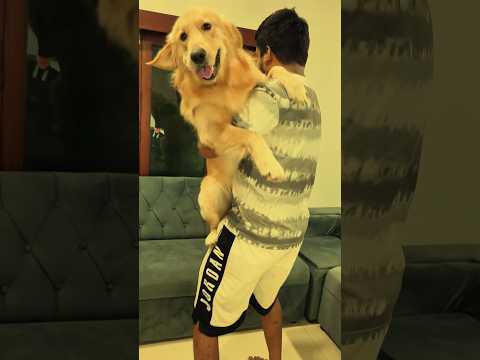 එයා ගියා ආයෙ ආවා #funnycouple #funnyanimals #goldenretriever #siberianhusky