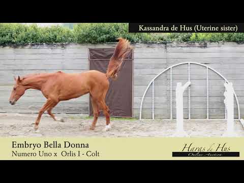 Embryo Bella Donna (Video)