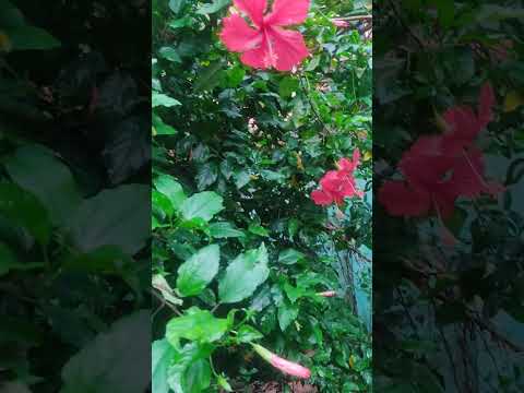 The beautiful flowers.