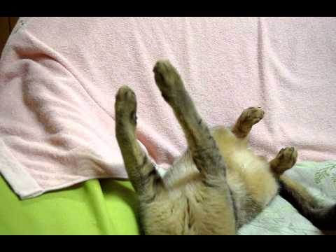 猫が寝るときに震えるのはなぜですか?