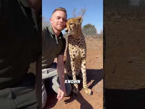 Cheetahs that are friendly to humans#animals #funny #cheetah