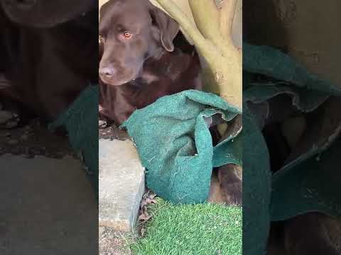 Gaetano e lo zerbino ! 😂😂😂😂