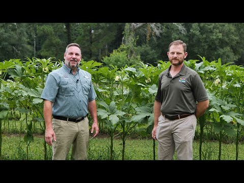 Get It Growing: Tips on growing okra in Louisiana