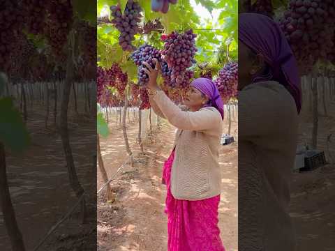 Sweet Grapes Harvesting in Farm 🍇 | Organic Farming | Village Vibes