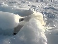 Cute Seal Rolling In Snow 