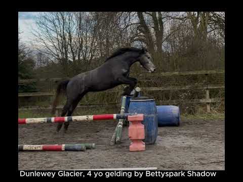 Connemara pony gelding by BettysparkShadow - Image 2