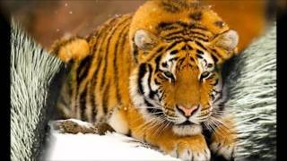 Eye of the Tiger girl version