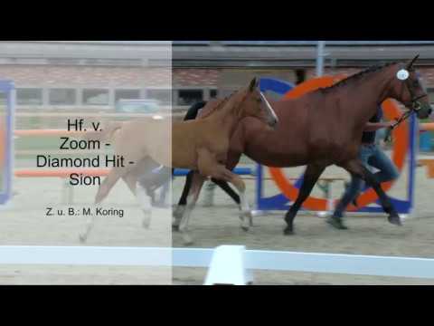 Hf v Zoom x Diamond Hit x Sion 2019