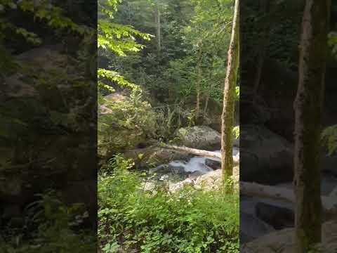 rapids along the forest service road