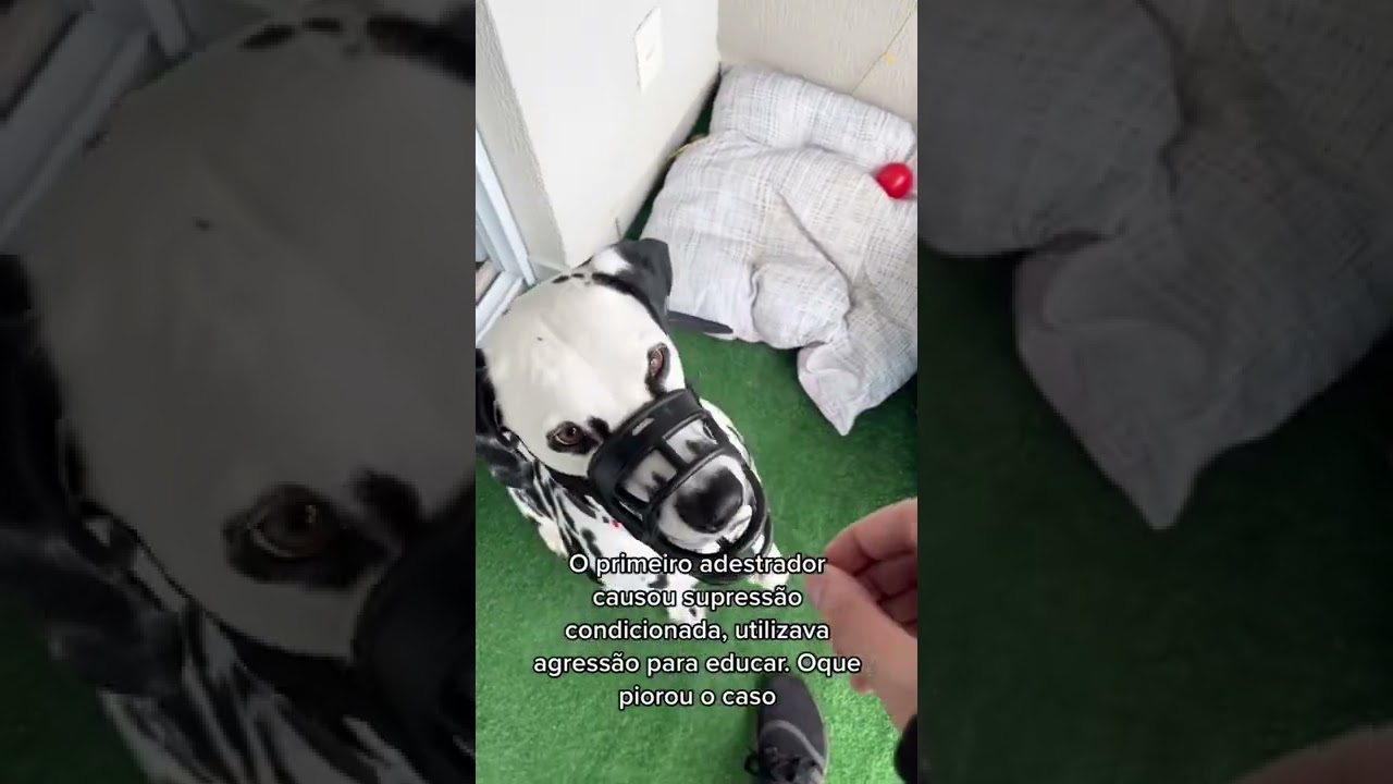 Watch Now Dalmata agressivo em adestramento Dalmata agressivo em adestramento