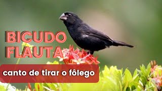 Bicudo canto flauta - canto lindo
