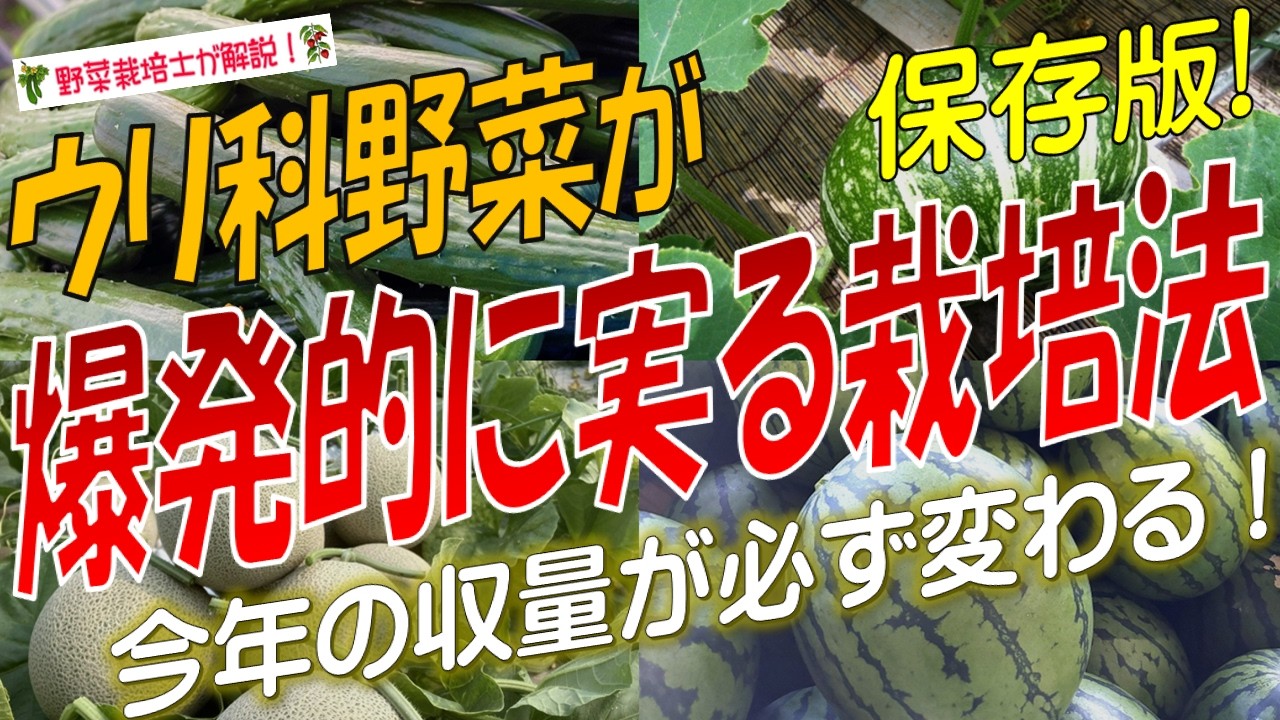 【ウリ科野菜】驚くほど実がつく栽培方法（キュウリ・カボチャ・ズッキーニ・メロン・ゴーヤーの実を増やすコツと実が着かない理由を完全解説！）