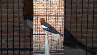 Download lagu Anis kembang betina untuk cas...biar cepat gacor mp3