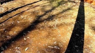 Shadows of Trees During a Beautiful Fall Day - Time Lapse