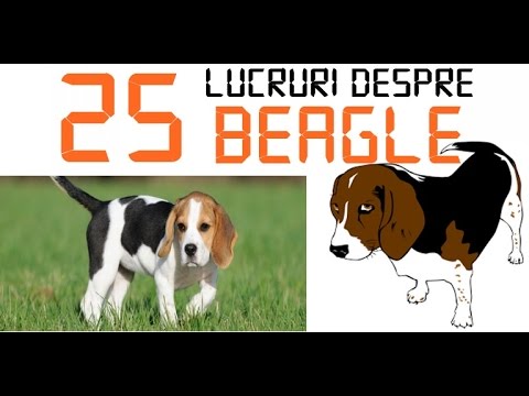 slabire beagle