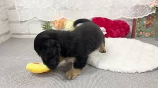 ミニチュアダックスの動画01