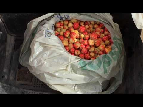 download lagu mp3 mp4 Bake Apples Newfoundland, download lagu Bake Apples Newfoundland gratis, unduh video klip Bake Apples Newfoundland