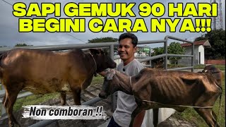 Download lagu EPS 7 | REAL RESULTS!!! How to Fatten Cows Fast in 3 Months!!! mp3