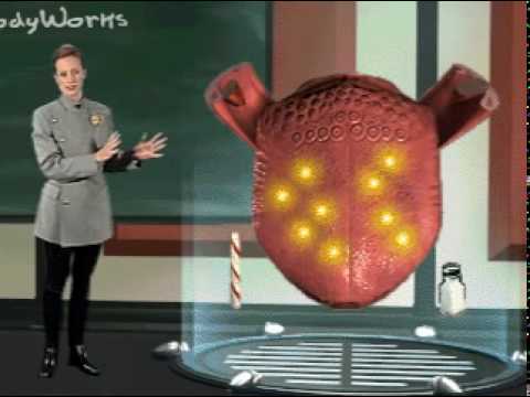 El Cuerpo Humano - SENTIDO DEL GUSTO