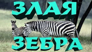 Зебра напала на жеребенка.Нападение животных.Жесть.