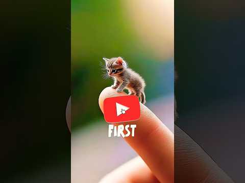 Top 5 tiniest cats in the world