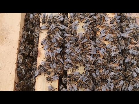 Pčelarstvo za početnike - Kako izgledaju pčele na +4 stepena u februaru?