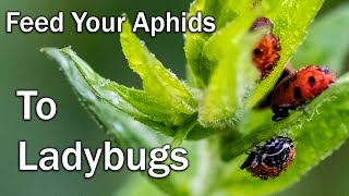 Ladybugs eating Aphids, Aphid Control without pesticides. How to completely remove aphids