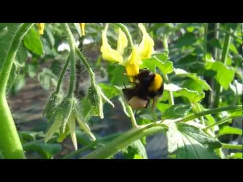 一般的な在来種のマルハナバチ 7 種 自然と動物