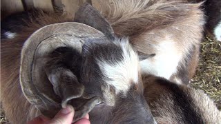 Why We Never Disbud Our Goats