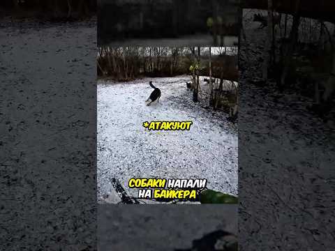 Собаки атакуют Байкера😱