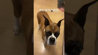 おにぎり🍙の日 #保護犬との暮らし #保護猫と暮らす #犬と猫のいる暮らし #甘えん坊犬 #甘えん坊の猫