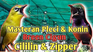 Download lagu Masteran Pleci dan Konin Bren Ciblek, Cililin & Zipper || Masteran Pleci || Masteran Konin mp3