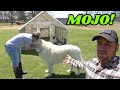 What Happened To GIANT GUARD DOG MOJO