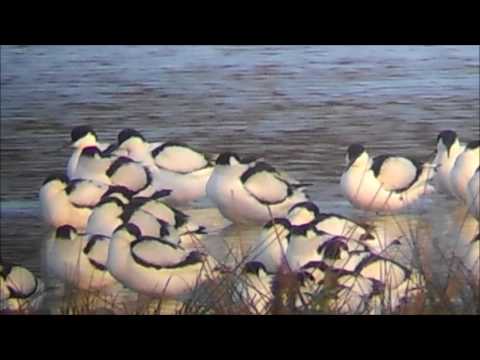 Avocet