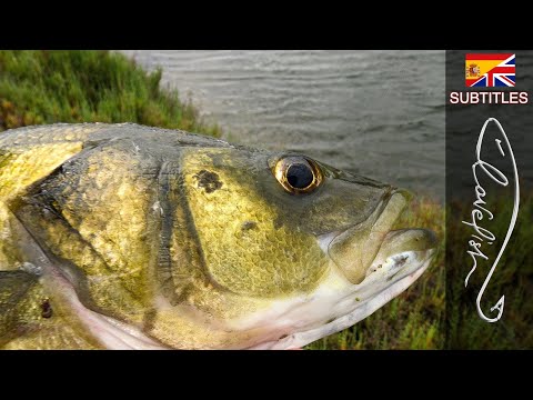 Come pescare le SPIGOLE in laguna: come recuperare e scegliere le esche giuste!