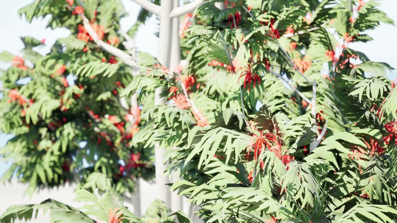 Australian alloxylon flammeum trees 3D Model