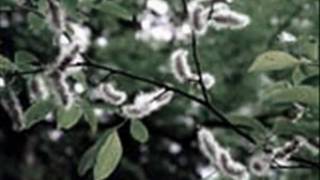 Deine Lakaien  - Spring will come (Indicator Bonus CD)