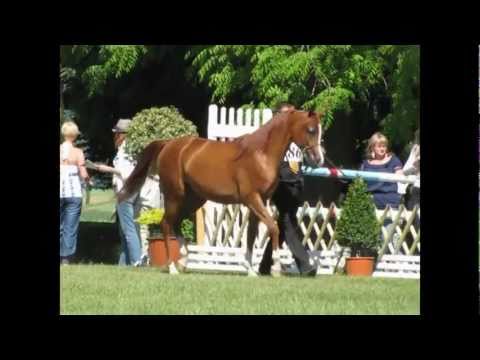 Haya (Poganin (PL) x Hedonia (PL) / Werbum (PL) ) 2009 ch mare