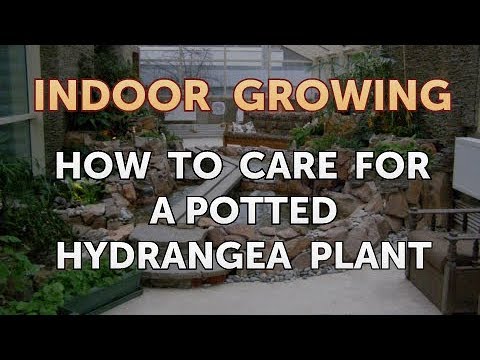 How to Regrow a Broken Aloe Leaf