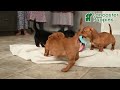 Miniature Dachshund dogs for sale: Tina - Video 1