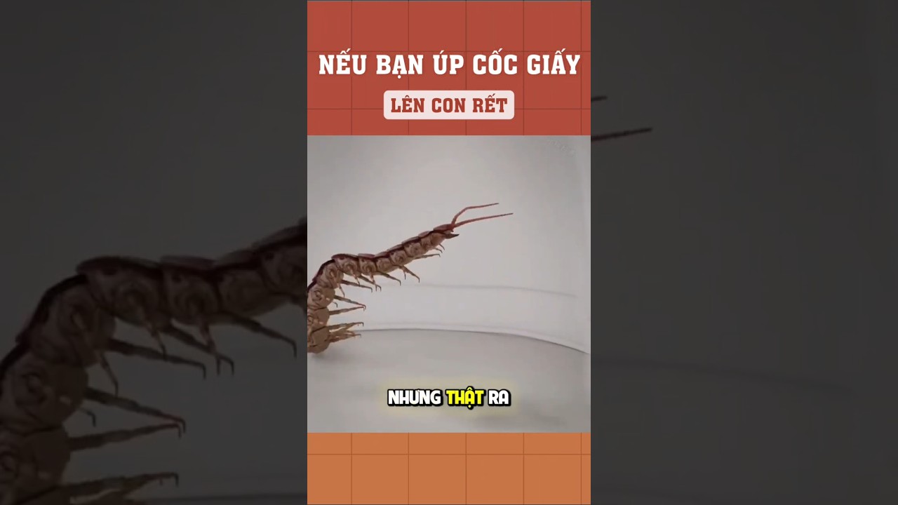 Chuyện gì xảy ra khi úp cốc giấy lên con rết?