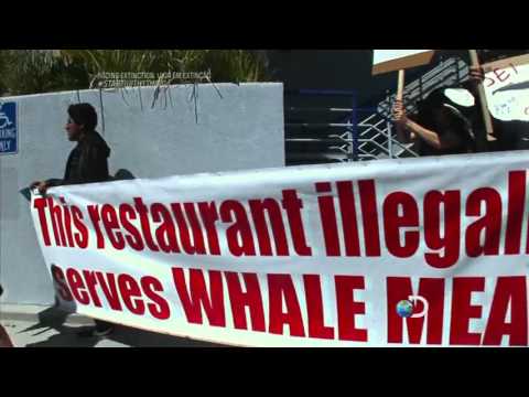 Racing Extinction: Vida em Extinção - Documentário completo