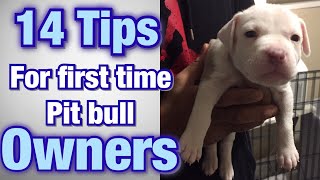 Tips for FIRST TIME Pitbull owners!
